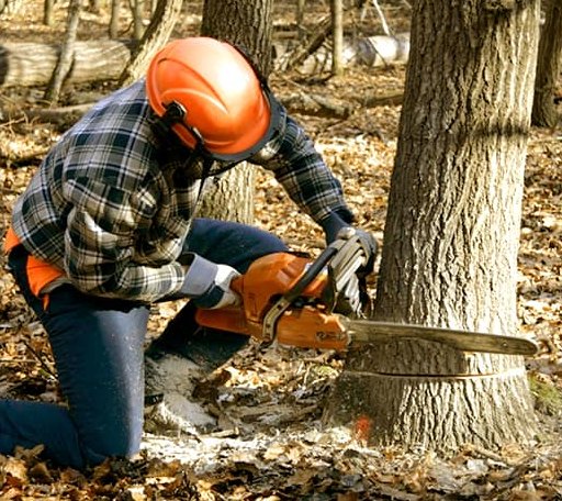 Tree Removal in Mertens, TX